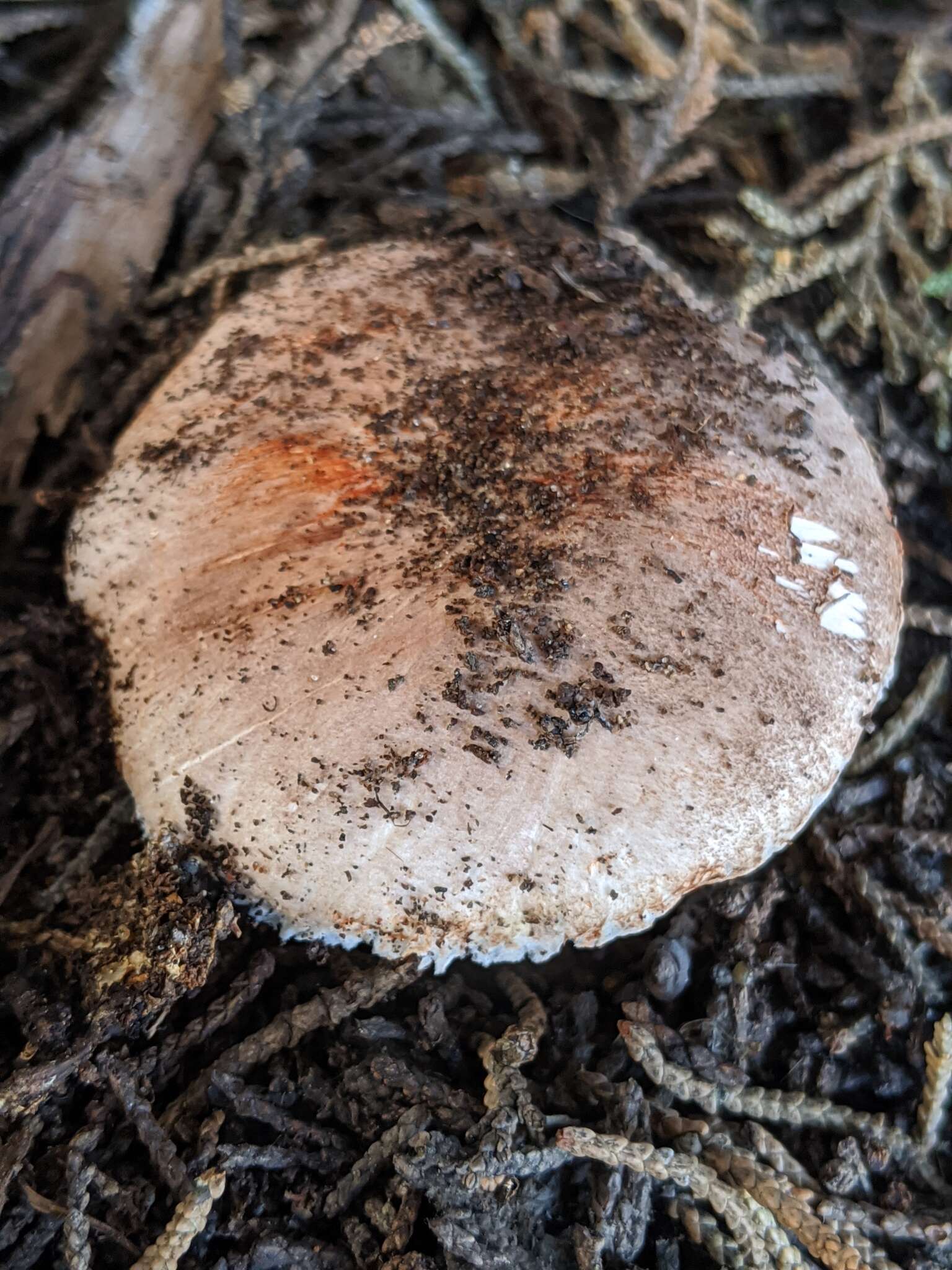 Image of Leucoagaricus cupresseus (Burl.) Boisselet & Guinb. 2001