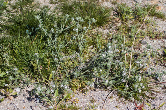 Image of Clearwater cryptantha