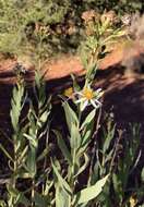 Image of gray aster