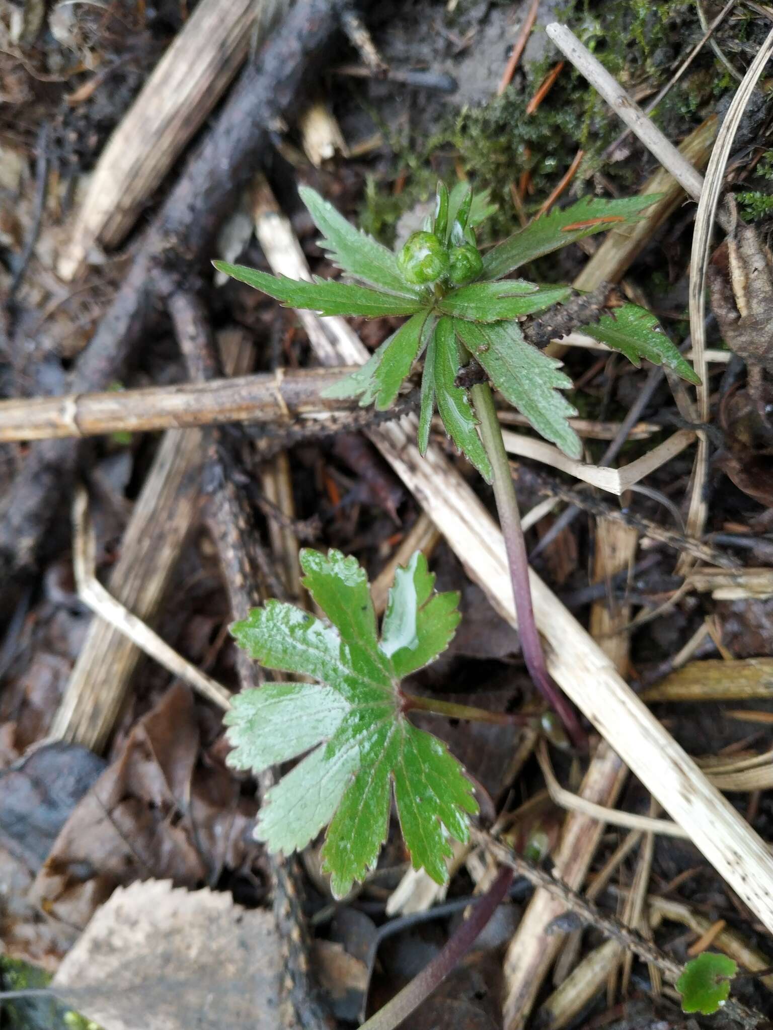 Image of Ranunculus fallax (Wimmer & Grab.) Schur