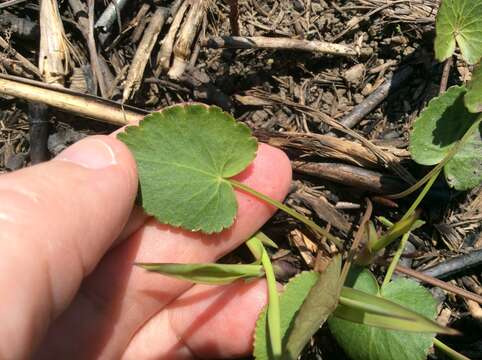 Image of Heart-leaved meadow parsnip