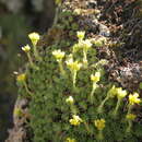 Image of Saxifraga sancta Griseb.