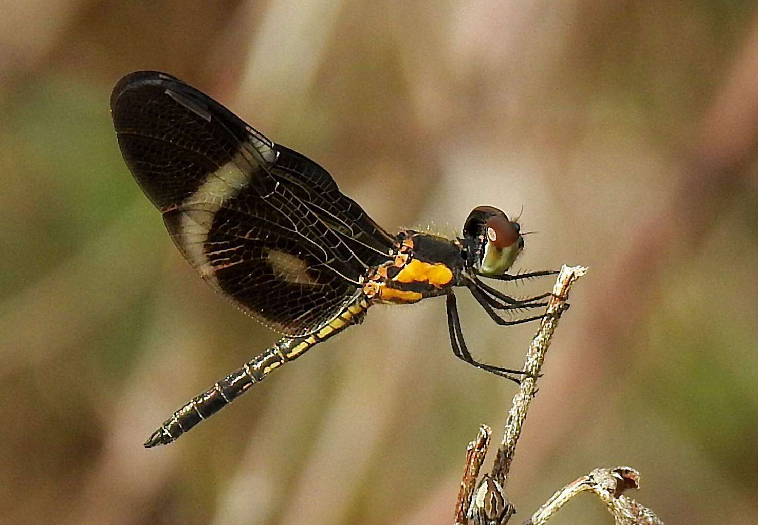 Image of Zenithoptera viola Ris 1910