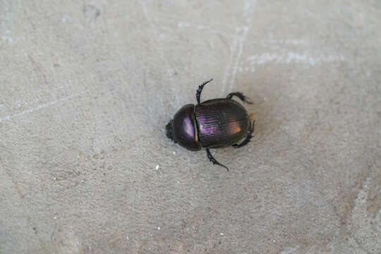 Sivun Phelotrupes (Eogeotrupes) laevistriatus (Motschulsky 1857) kuva