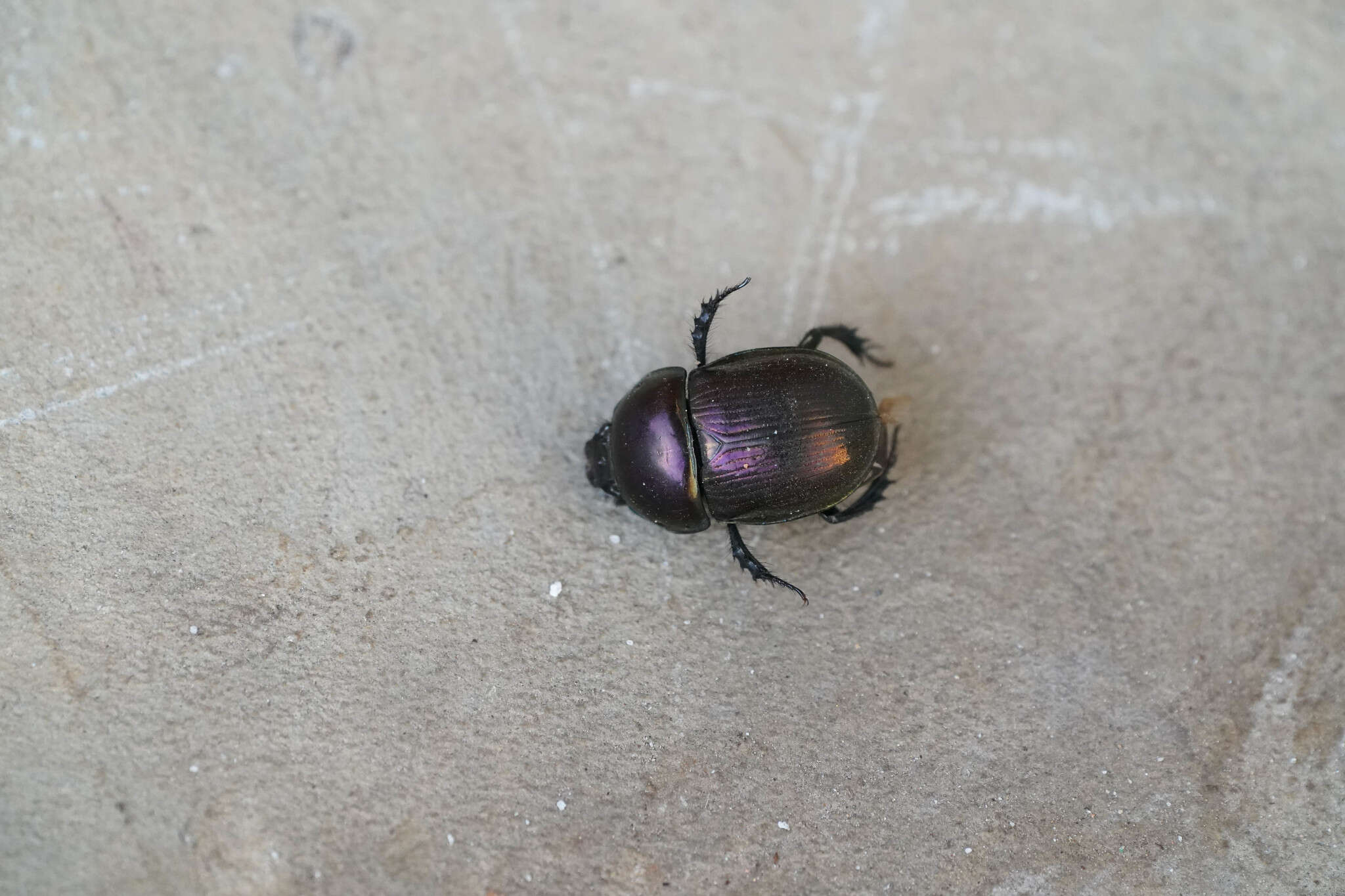 Image of Phelotrupes (Eogeotrupes) laevistriatus (Motschulsky 1857)