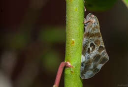 صورة Ricania quadrimaculata Kato 1933