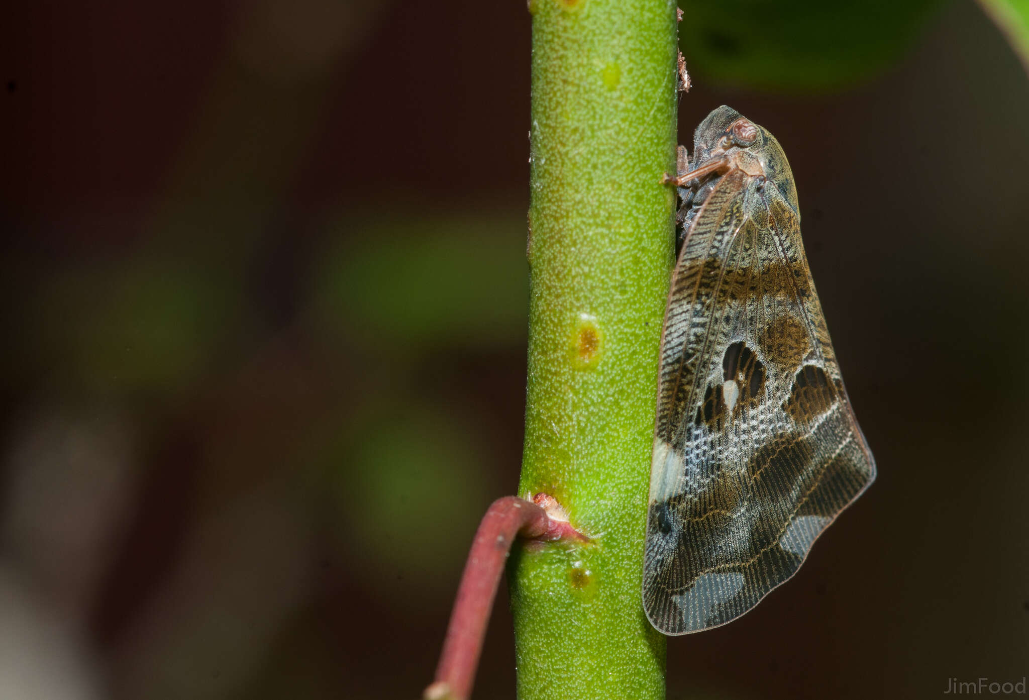 Ricania quadrimaculata Kato 1933的圖片