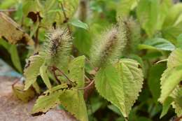 Image de Acalypha alopecuroidea Jacq.