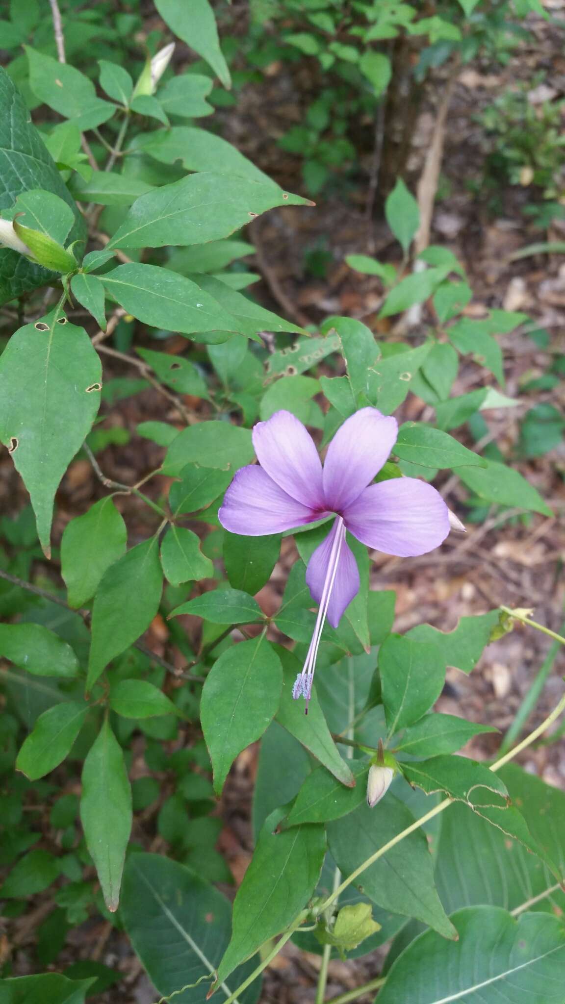 صورة Barleria phillyreifolia Baker