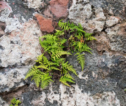 Image of island goldback fern