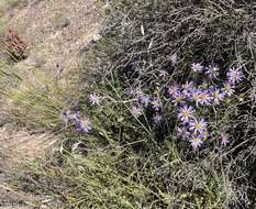 Image of splendid daisy-bush