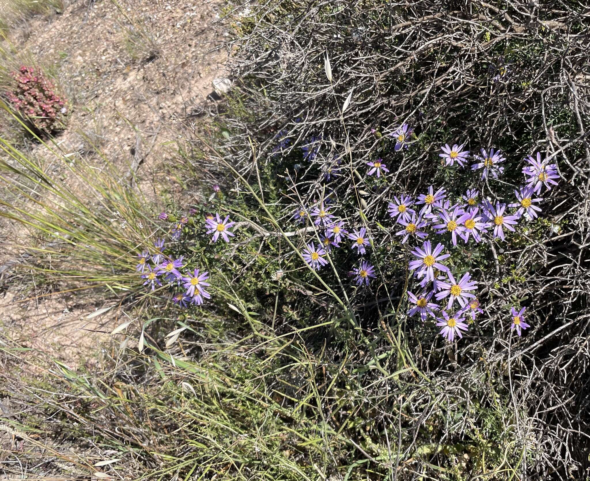 Image of Olearia magniflora F. Müll.