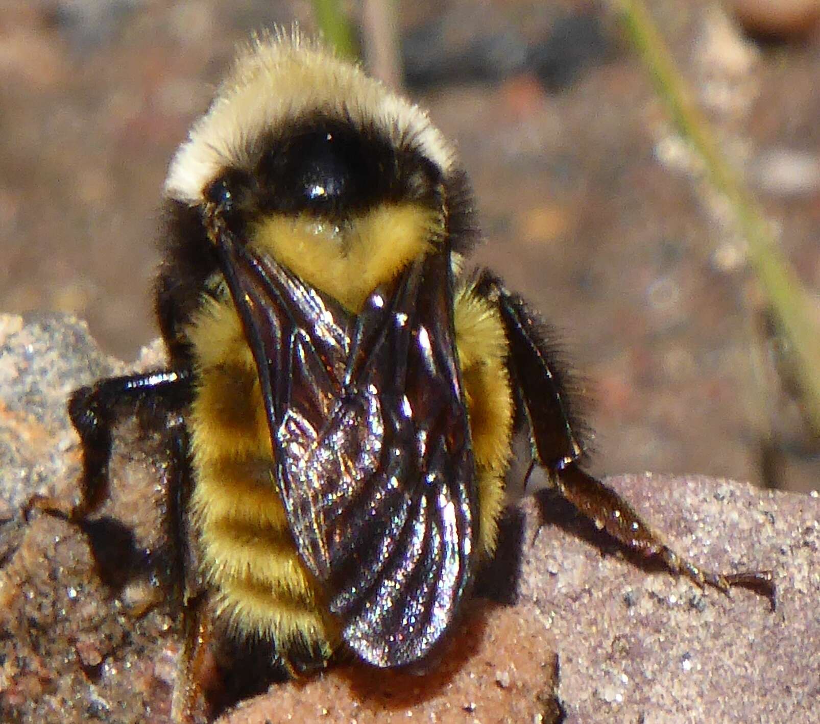 Image de Bombus fervidus (Fabricius 1798)