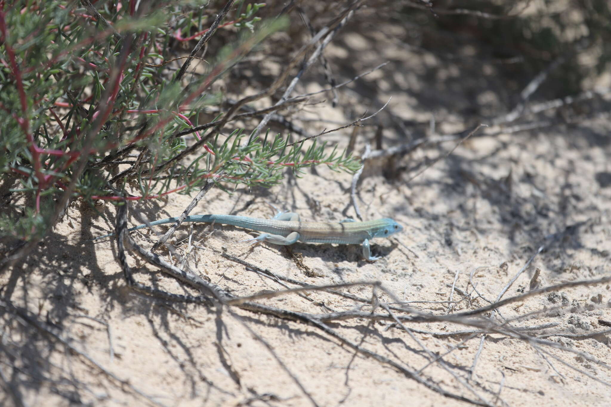 Image of Aspidoscelis inornatus gypsi (Wright & Lowe 1993)