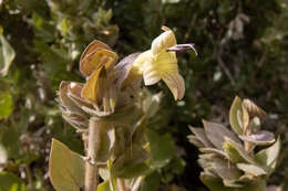 صورة Ruellia aspera (C. B. Cl.) Phillips