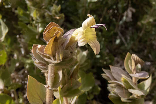 Imagem de Ruellia aspera (C. B. Cl.) Phillips