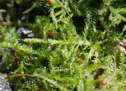 Image of hair-pointed feather-moss