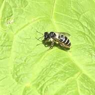 Image of Andrena denticulata (Kirby 1802)