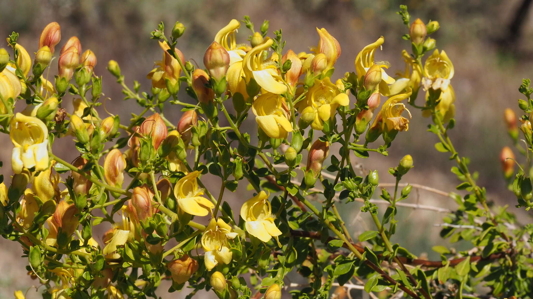 Image of snapdragon penstemon