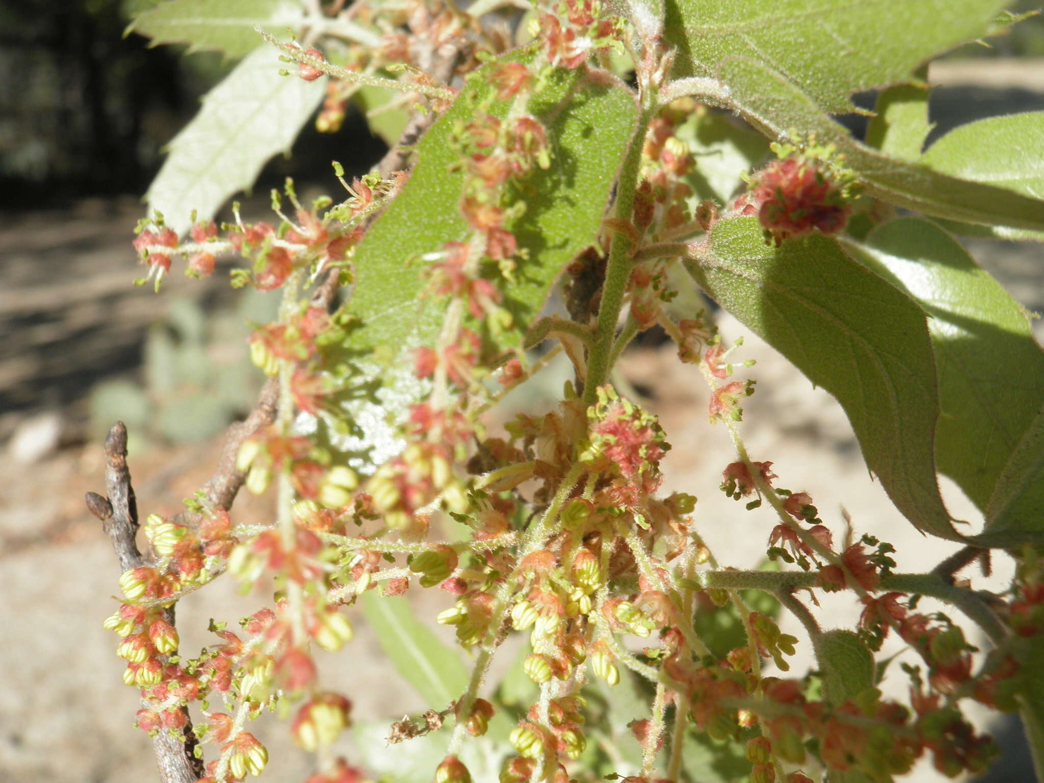 Image of Quercus devia Goldman