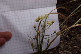 Image of Small-Flower Poison Camas