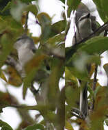 Pericrocotus cantonensis Swinhoe 1861 resmi