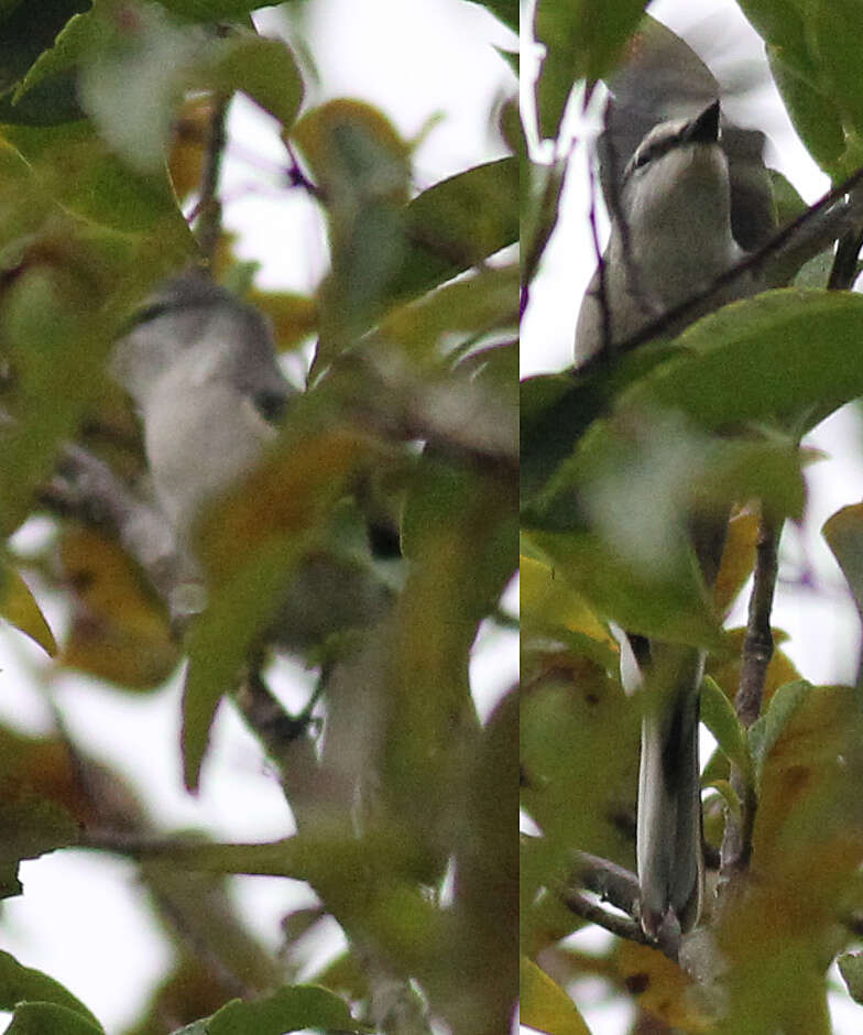 Image of Brown-rumped Minivet