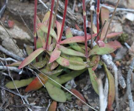 Image of Crassula pubescens Thunb.