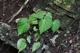 Image of Begonia faustinoi Burt-Utley & Utley