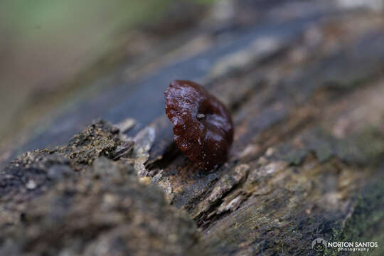 صورة Gerronema viridilucens Desjardin, Capelari & Stevani 2005