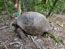 Image of Aldabrachelys