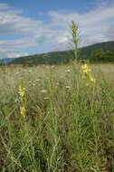 Plancia ëd Linaria biebersteinii Besser