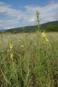 Image of Linaria biebersteinii Besser