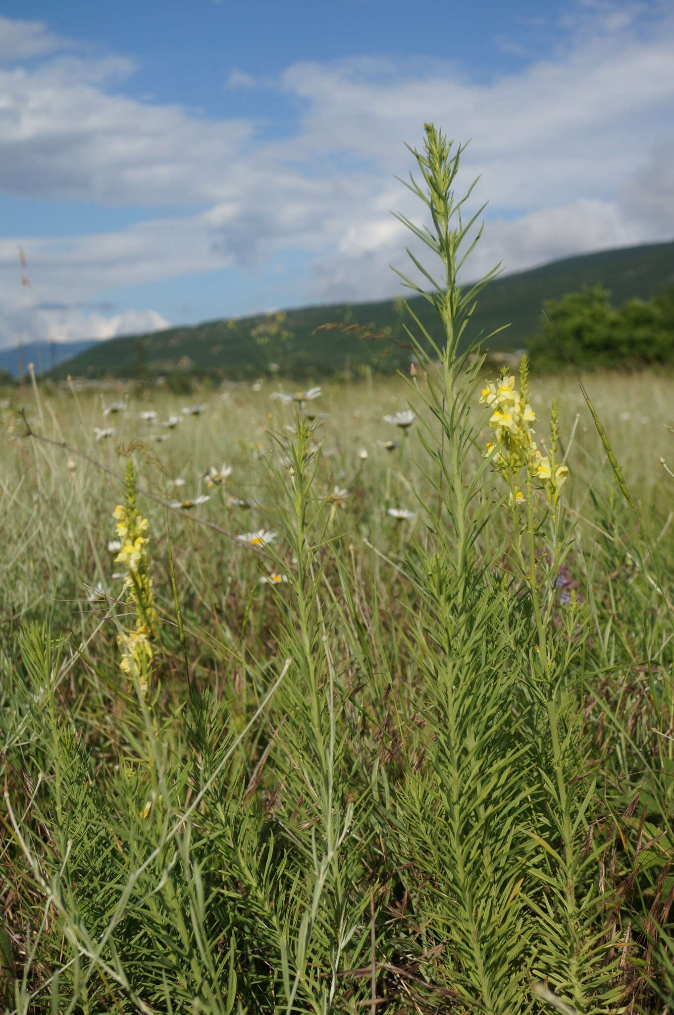 Plancia ëd Linaria biebersteinii Besser