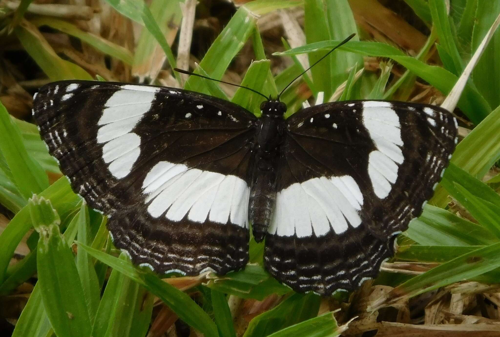 Image of Neptis laeta Overlaet 1955