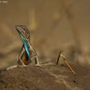 صورة Sarada deccanensis (Jerdon 1870)