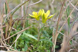 Image de Gagea bohemica (Zauschn.) Schult. & Schult. fil.