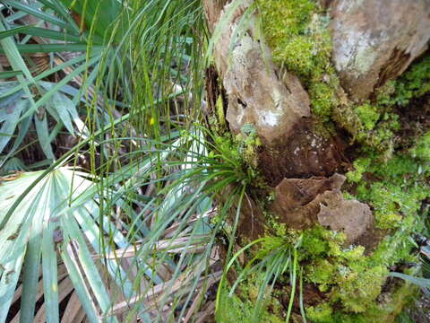 Image of Shoelace fern