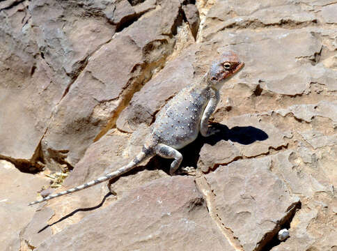 Image of Desert Agama