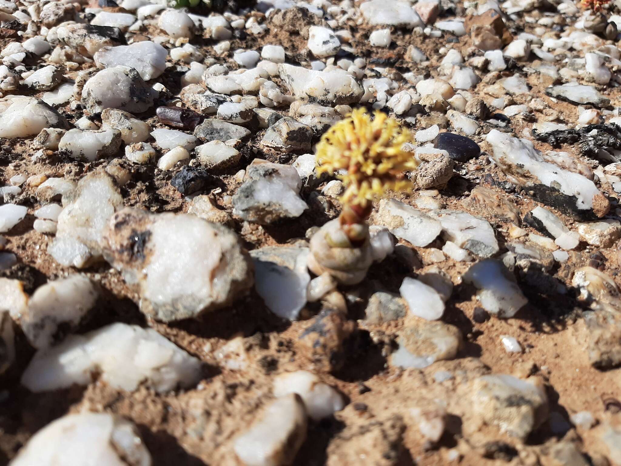 Слика од Crassula columnaris Thunb.