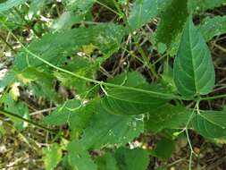 Image of Vincetoxicum scandens Sommier & Levier