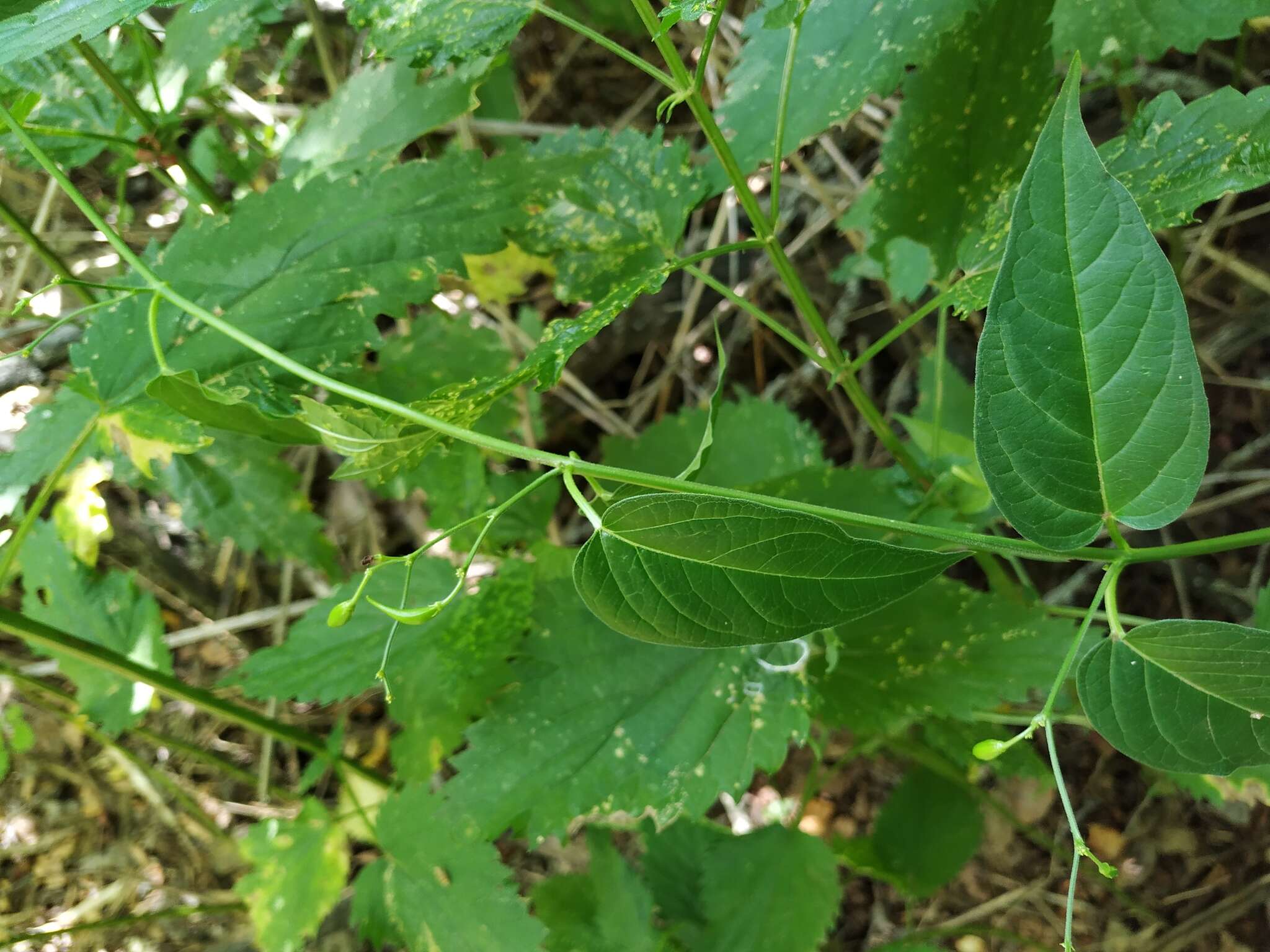 Sivun Vincetoxicum scandens Sommier & Levier kuva