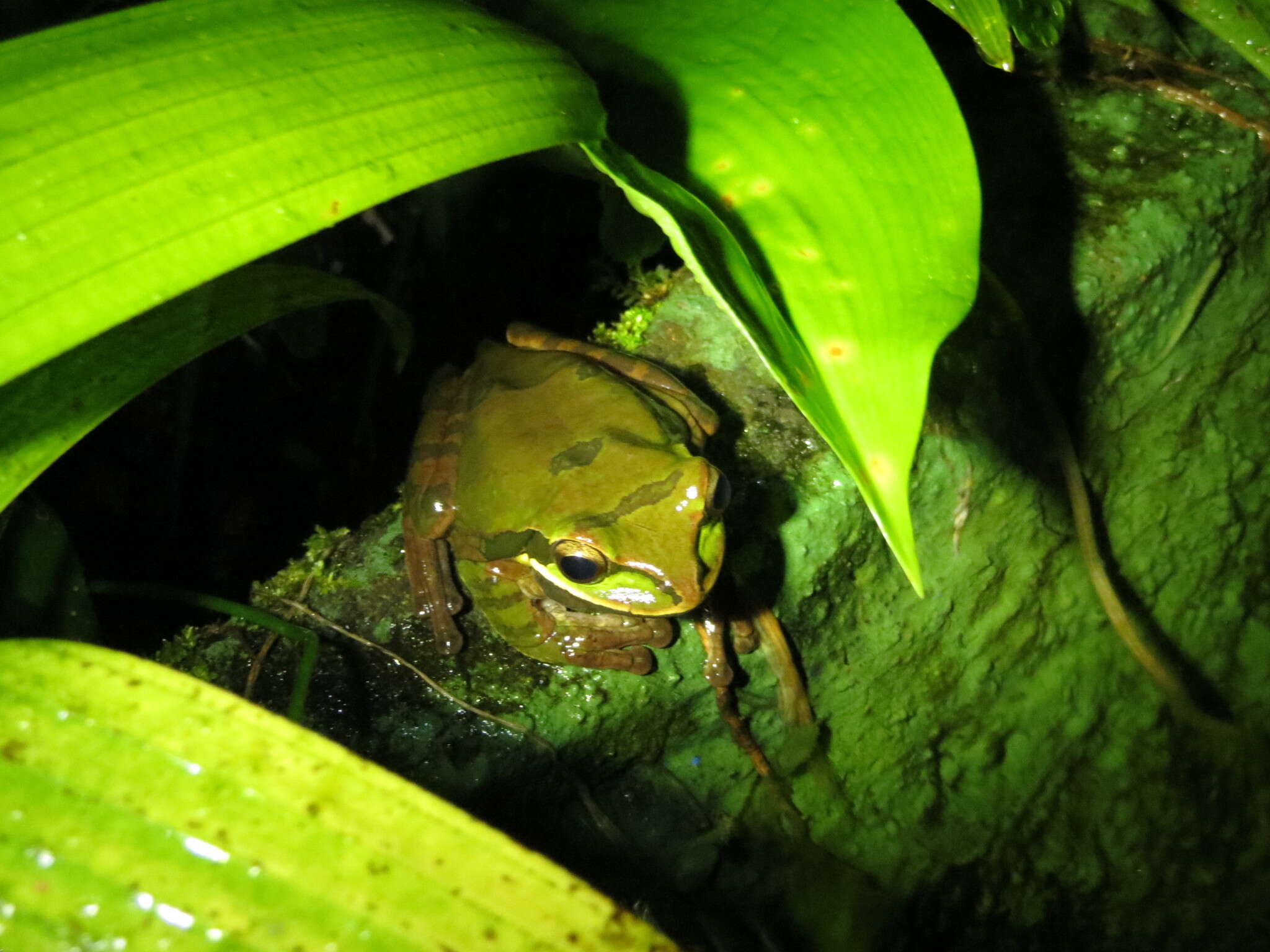 Image of Central American Smilisca