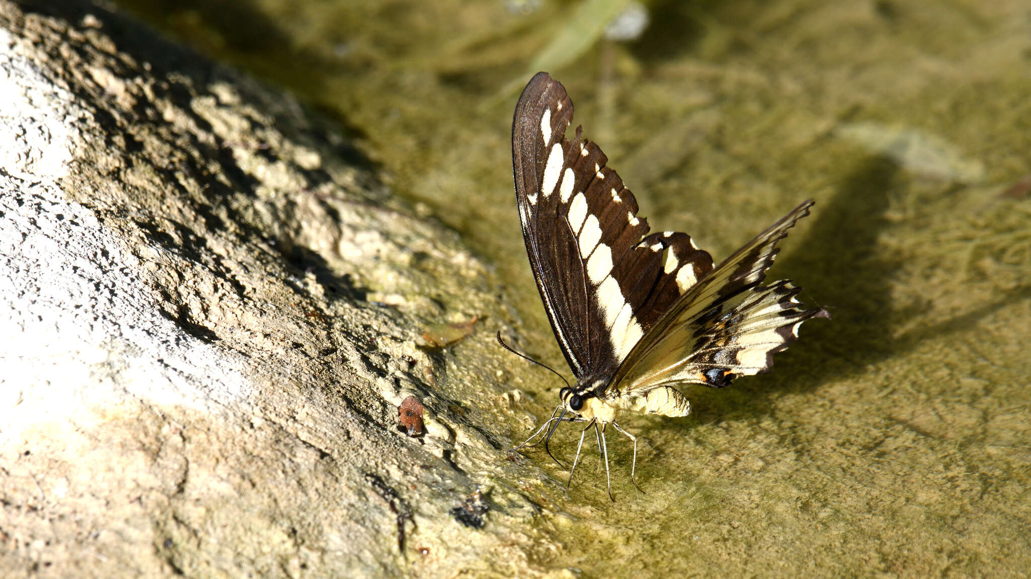 Image of Ornythion Swallowtail