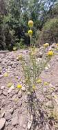 Image of Helenium aromaticum (Hook.) L. H. Bailey