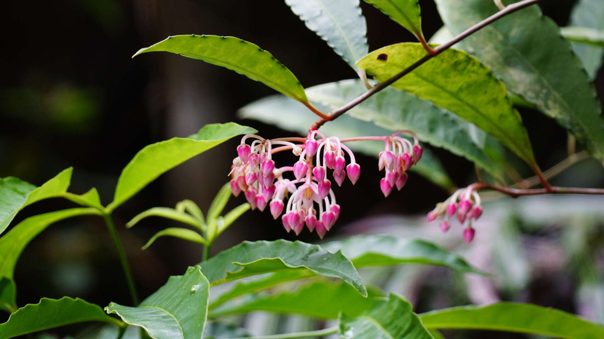 Plancia ëd Ardisia hanceana Mez