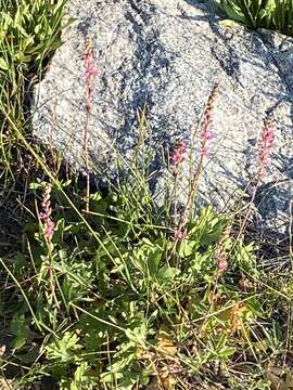 Image of Oregon checkerbloom