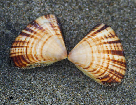 Image of Tivela planulata (Broderip & G. B. Sowerby I 1830)