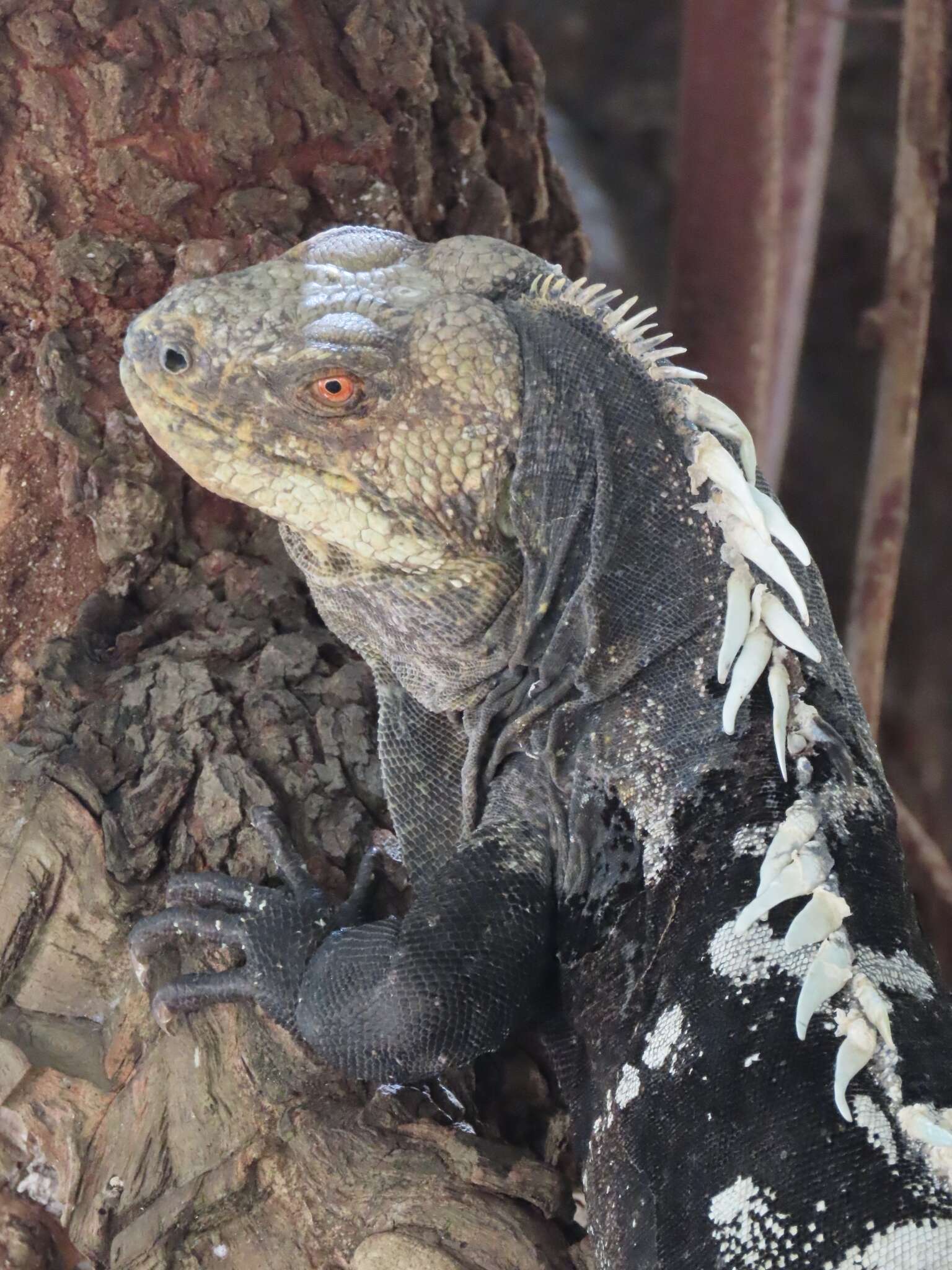 Image of Aguán Valley Iguana