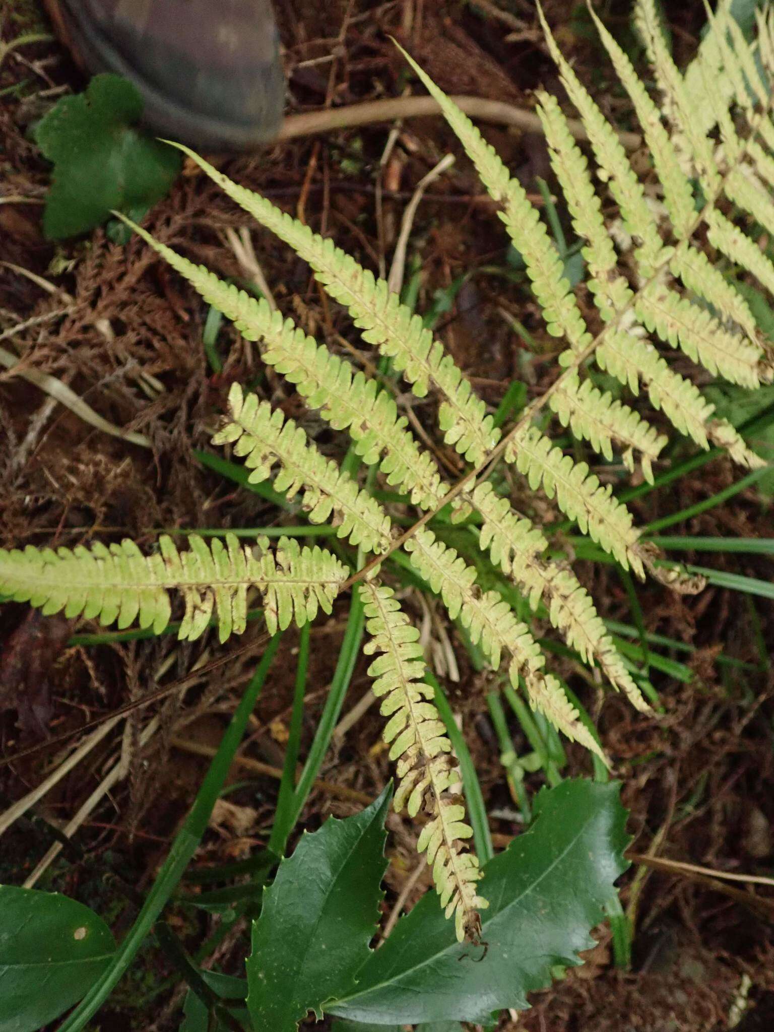 Parathelypteris japonica (Bak.) Ching的圖片